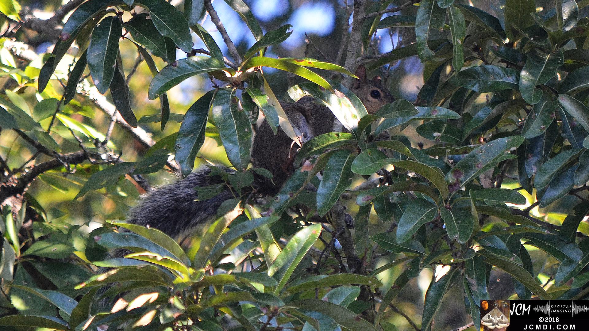 Squirrel in tree (Nikon D5100)